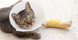 Cat wear a cone and one front leg is in a cast