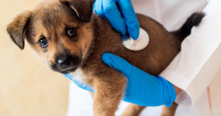 Puppy being examined by a vet. Stethoscope being held to puppy's side.